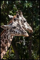 Giraffes, San Diego Zoo. San Diego, California, USA ( color)