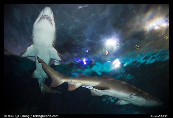 Shark tunnel, Seaworld. SeaWorld San Diego, California, USA