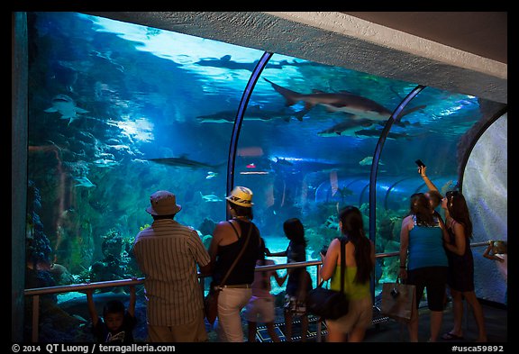 Visitors looking through shark tunnel, Seaworld. SeaWorld San Diego, California, USA (color)