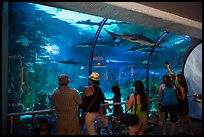 Visitors looking through shark tunnel, Seaworld. SeaWorld San Diego, California, USA ( color)