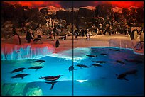 Penguin exhibit, Seaworld. SeaWorld San Diego, California, USA ( color)
