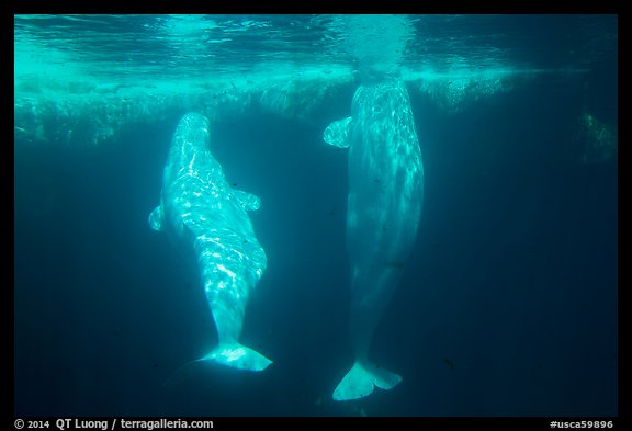 Pair of beluga whales underwater. SeaWorld San Diego, California, USA (color)