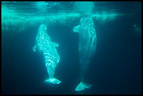 Pair of beluga whales underwater. SeaWorld San Diego, California, USA ( color)