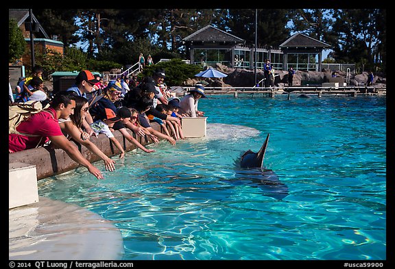 People reaching for dolphin, Dolphin Point. SeaWorld San Diego, California, USA