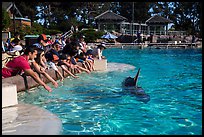 People reaching for dolphin, Dolphin Point. SeaWorld San Diego, California, USA ( color)