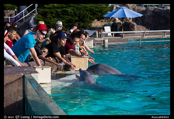 Guests petting dolphins. SeaWorld San Diego, California, USA (color)