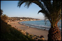 Beach framed by palm tree. Laguna Beach, Orange County, California, USA ( color)
