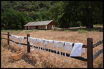 Laundry drying on fence, Fort Tejon state historic park. California, USA ( color)