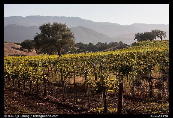 Vineyards, Santa Barbara Wine country. California, USA (color)