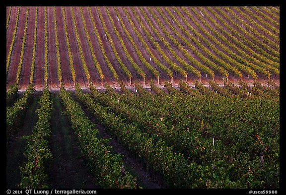 Rows of wine grapes, Santa Barbara Wine country. California, USA (color)