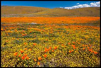 California poppies and goldfieds. Antelope Valley, California, USA ( color)