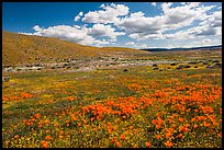 Carpet of California poppies and goldfieds. Antelope Valley, California, USA ( color)