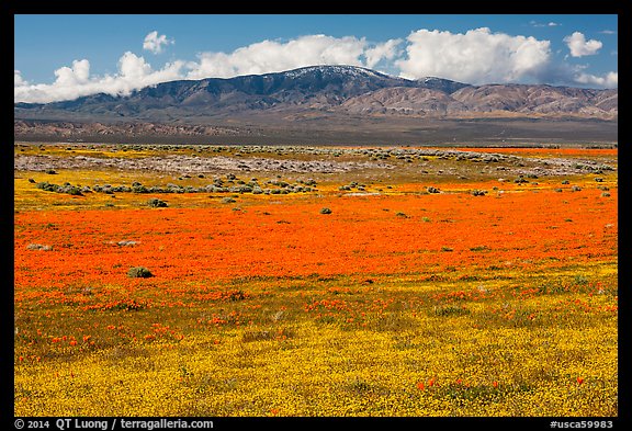 Dense patches of goldfieds and California poppies. Antelope Valley, California, USA (color)