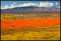 Dense patches of goldfieds and California poppies. Antelope Valley, California, USA ( color)