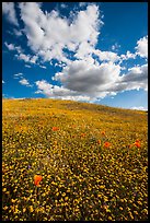 Hill with goldfield flowers and a few poppies. Antelope Valley, California, USA ( color)