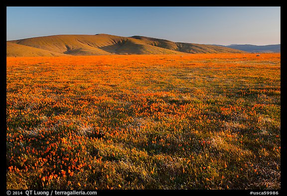 Field of closed poppies near sunset. Antelope Valley, California, USA (color)