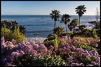 Flowers, palm trees, and ocean. Laguna Beach, Orange County, California, USA ( color)
