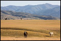 Cattle and Temblor Range. California, USA ( color)