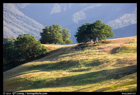 Oaks and hills, Temblor Range. California, USA (color)