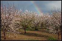 Orchard in bloom and rainbow. California, USA ( color)