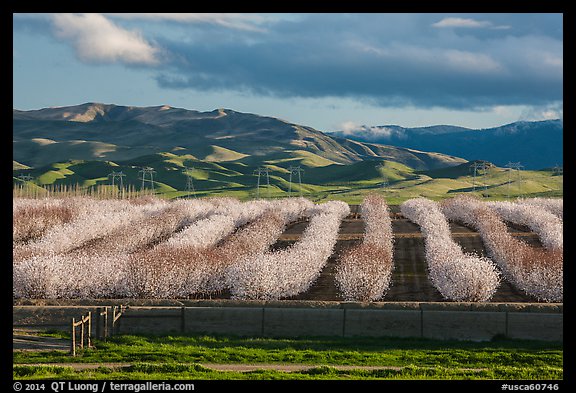 Orchard in bloom and green hills. California, USA (color)