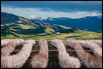 Rows of nut trees in bloom and verdant hills. California, USA ( color)