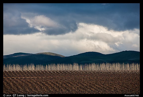 Field, bare trees, hills, and clouds. California, USA