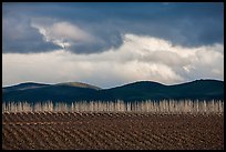 Field, bare trees, hills, and clouds. California, USA ( color)