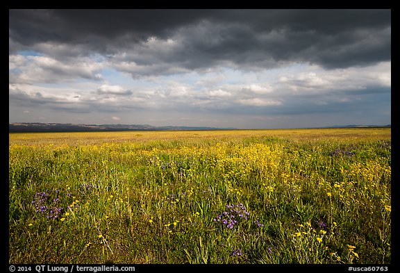Grassland with wildflowers and storm clouds. Carrizo Plain National Monument, California, USA
