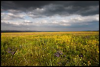 Grassland with wildflowers and storm clouds. Carrizo Plain National Monument, California, USA ( color)