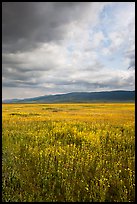 Wildflowers in meadow and Temblor Range. Carrizo Plain National Monument, California, USA ( color)