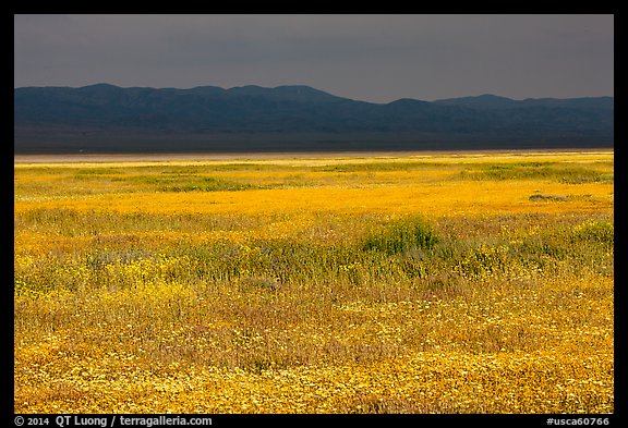 Wildflowers, Temblor Range and dark sky. Carrizo Plain National Monument, California, USA (color)