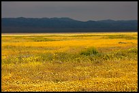 Wildflowers, Temblor Range and dark sky. Carrizo Plain National Monument, California, USA ( color)