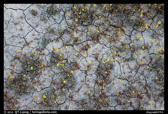 Mud cracks and yellow wildflowers. Carrizo Plain National Monument, California, USA (color)