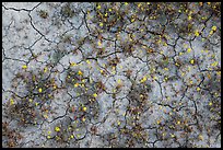 Mud cracks and yellow wildflowers. Carrizo Plain National Monument, California, USA ( color)