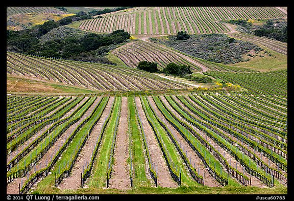 Vineyard. California, USA (color)