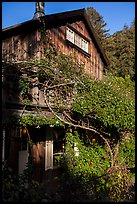 Climbing plants, Big Sur Inn. Big Sur, California, USA ( color)