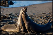 Female elephant seals (Mirounga angustirostris), Piedras Blancas. California, USA ( color)