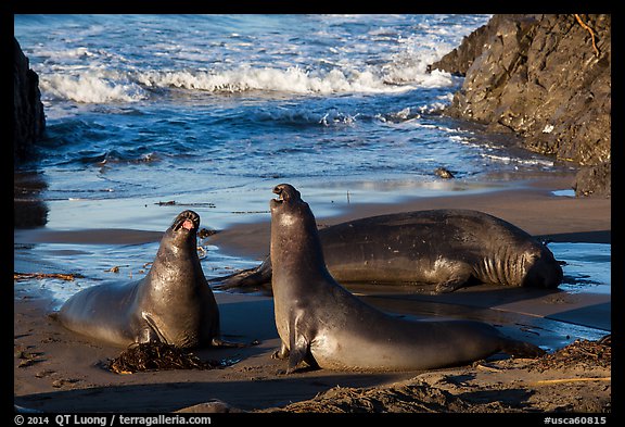 Elephant seals on beach, Piedras Blancas. California, USA (color)
