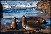Elephant seals on beach, Piedras Blancas. California, USA ( color)