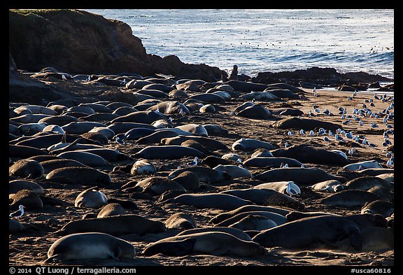 Elephant seal Rookery, Piedras Blancas. California, USA (color)