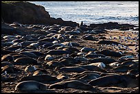 Elephant seal Rookery, Piedras Blancas. California, USA ( color)