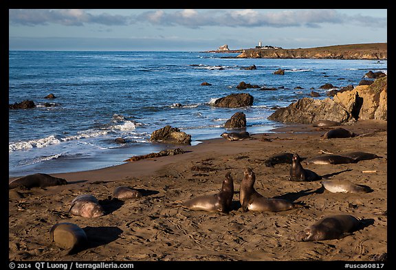 Piedras Blancas seal rookery, Piedras Blancas. California, USA (color)