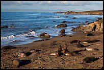 Piedras Blancas seal rookery, Piedras Blancas. California, USA ( color)