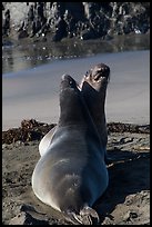 Pair of female earless seals, Piedras Blancas. California, USA ( color)