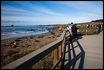 Visitors observe Piedras Blancas seal rookery from boardwalk. California, USA ( color)