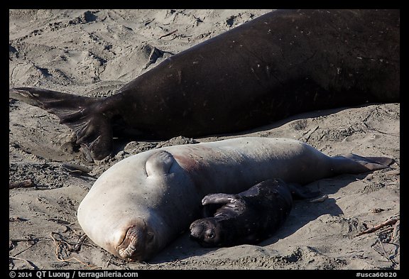 Pup, female, and part of male elephant seal, Piedras Blancas. California, USA (color)