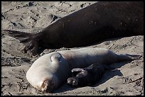 Pup, female, and part of male elephant seal, Piedras Blancas. California, USA ( color)