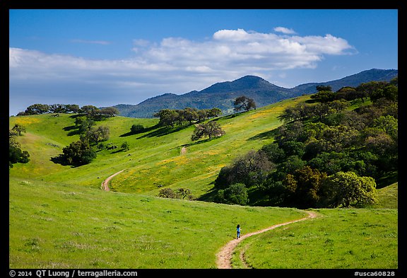 Trail winding on verdant hills, Pacheco State Park. California, USA