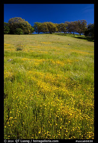 Wildflowers, grasses, and oaks, Pacheco State Park. California, USA (color)